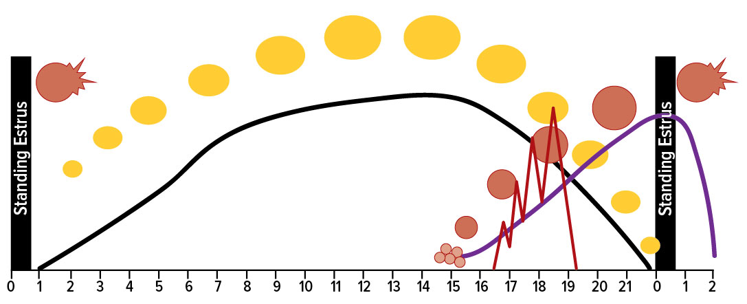 Graph with two black bars on each side, several red dots on either side, and yellow circles arching throughout representing reproductive fertilization.